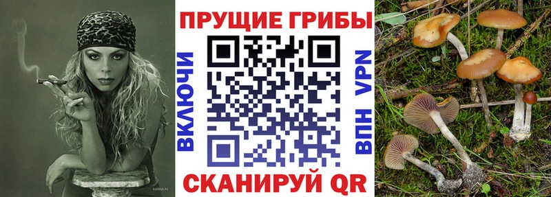 Галлюциногенные грибы Psilocybe  Купить где  Александровское 